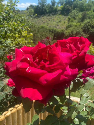 Others 5, Podere Belsogno-Miniappartamento Roseto, Siena