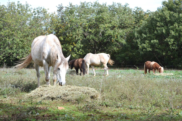Others 4, Domaine des Arcs, Hérault