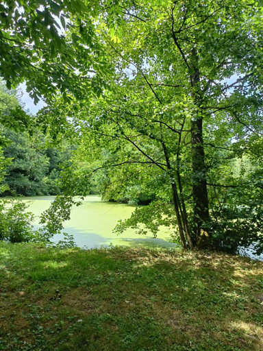 Others 5, Entre mare et chene, Hainaut