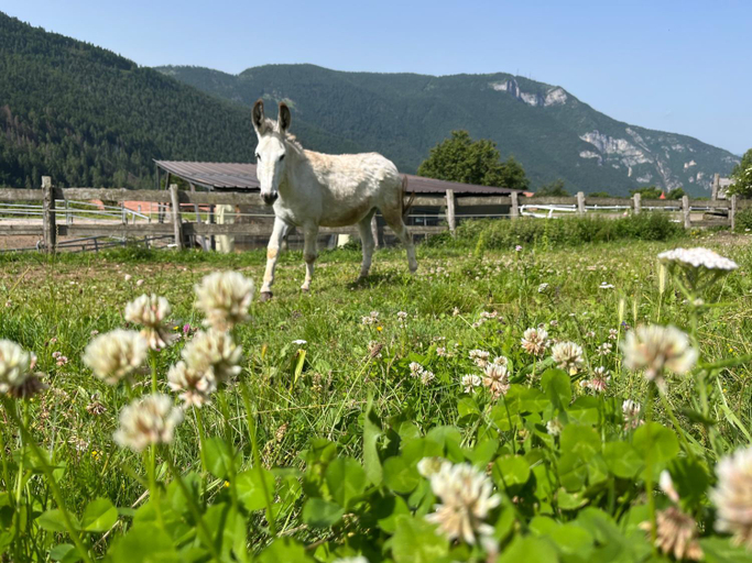 Others 2, B&B Longanorbait, Trento
