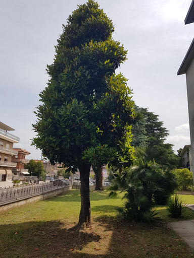 5, La Magnolia, Frosinone