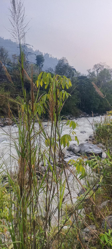 Others 4, Drishtee Homestay, East Sikkim