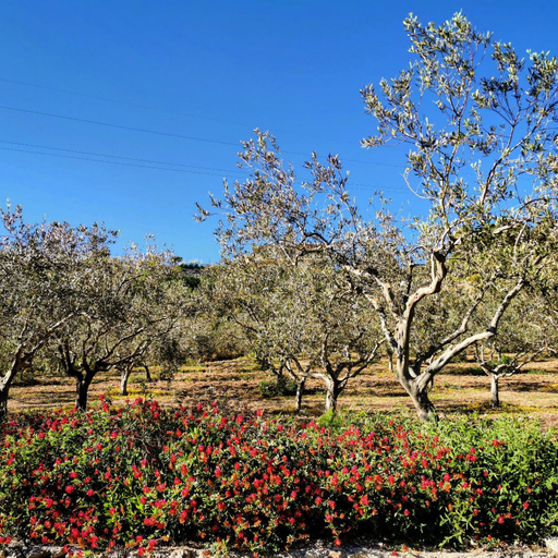 Garden 1, VILLA ALESSI - dimora storica, Agrigento