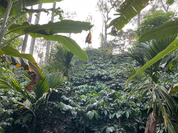 Others 4, Coorg Northbreeze Estate stay, Kodagu
