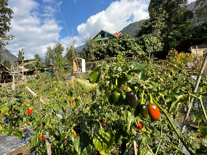 Others 4, Limboo Homestay, West Sikkim