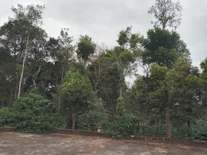 Others 4, Coorg Klusters estate stay, Kodagu