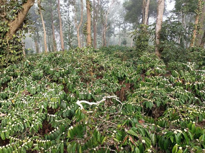 Others 4, Coorg Kolamotte, Kodagu