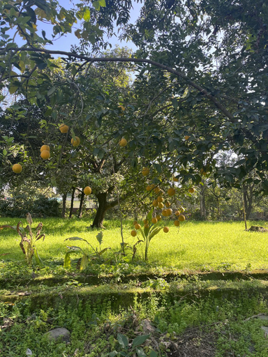 Others 5, Carbery Acres, Dehradun