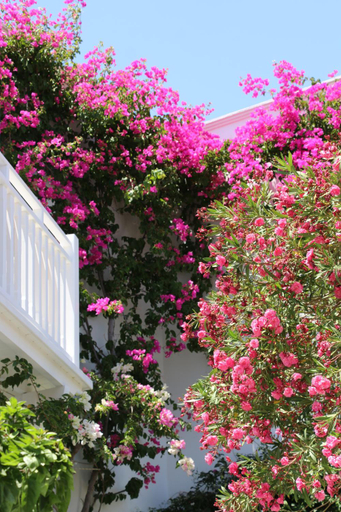 Others 5, SPIROS & HIROKO Hotel - ADULTS ONLY, South Aegean