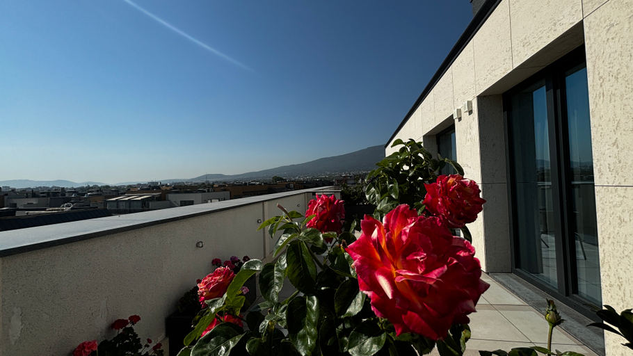 Others 4, Blue Star Luxury Hotel 4*, Stolichna
