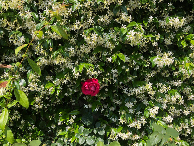Others 4, Sensory Garden, Udine
