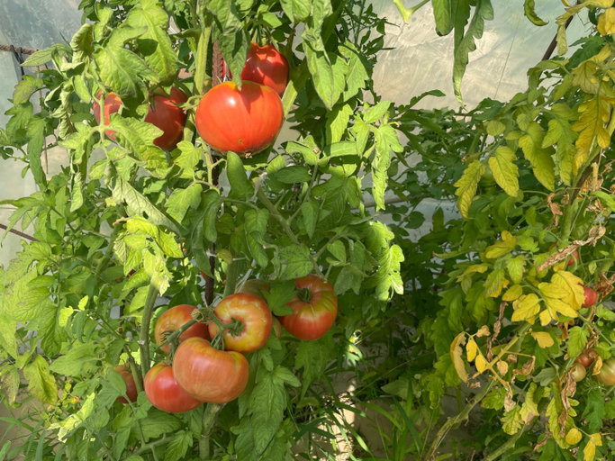 Garden 5, Villa Omnia, Varna