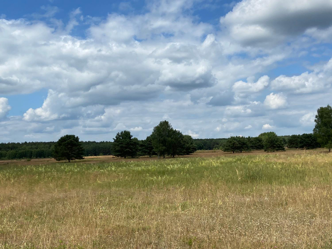 Others 4, Waldwerk Wurlgrund Lychen, Uckermark