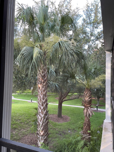Room 4, Disney Area Resort 3 2 Villa, Polk