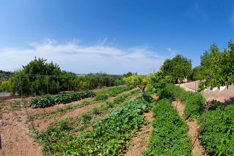 Facilities, Villa Putxet, Baleares