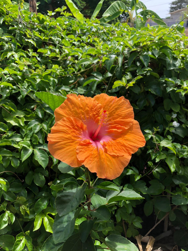 Others 4, Elysium, Santa Elena