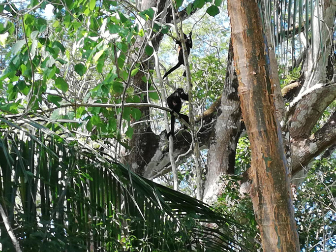 Others 5, Mundo Goub'art, Puntarenas