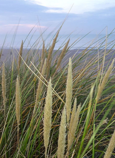 Beach 4, De Haan Comfortable Holiday Residence, West-Vlaanderen