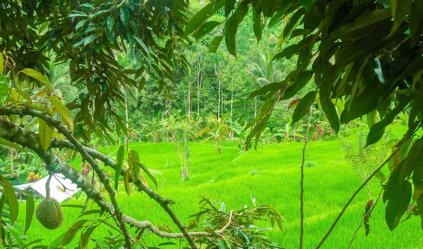 Others 4, Buda's Homestay Lemukih, Buleleng