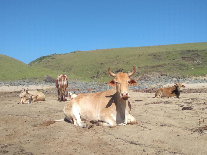 Others 3, Mazeppa Sunrise Beach Accommodation, Amathole