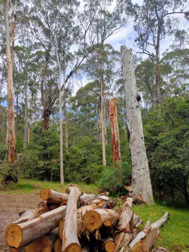 Lakes Entrance Log Cabins, E. Gippsland - Orbost