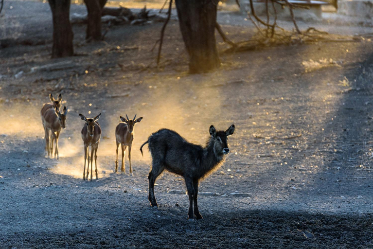 Others 4, Gabus Safari Lodge, Otavi