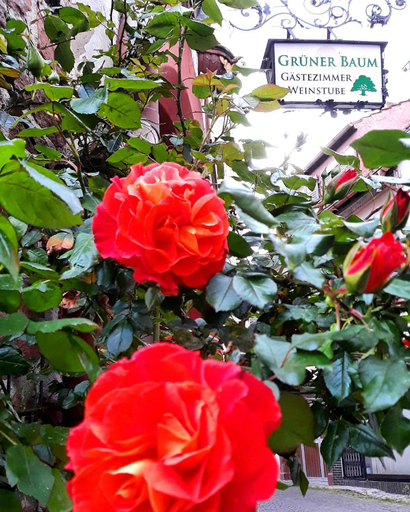 Others 3, Gastehaus Gruner Baum, Südliche Weinstraße