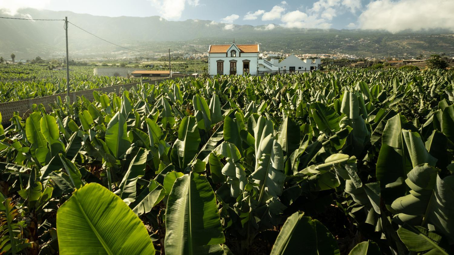 Others 3, Hacienda Los Orovales, Santa Cruz de Tenerife