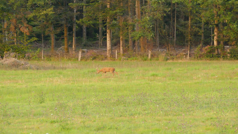 Others 5, Rigoulotte, Vosges