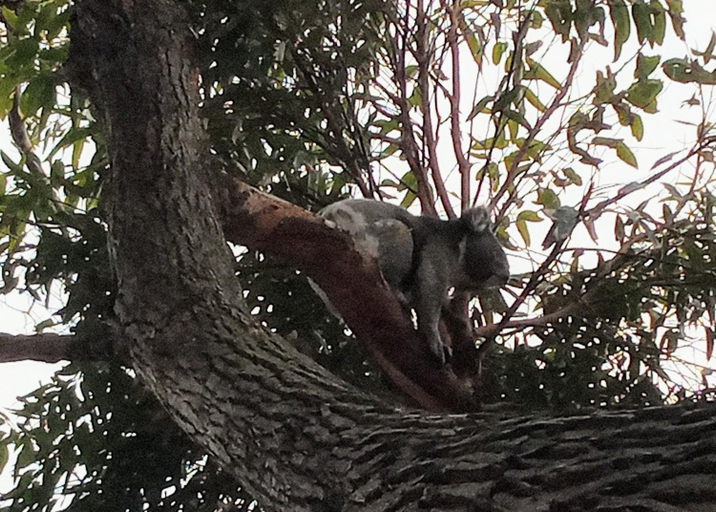 Others 4, Tall Trees Eco Retreat, Colac-Otway - South