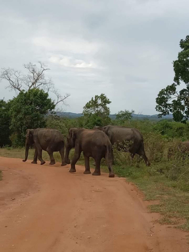 Others 4, Elephant Safari Lodge, Sevanagala