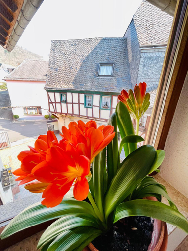 Others 5, Hotel Pension Balthasar, Cochem-Zell