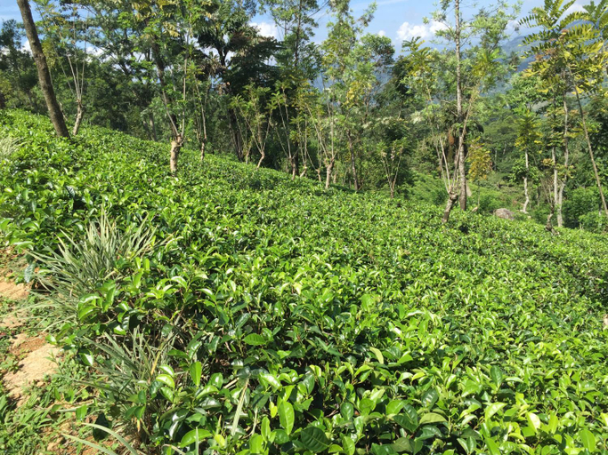 Others 2, Rohana Estate Lodging & Camping, Medadumbara
