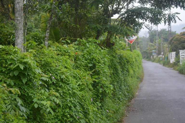 Others 4, The Grand White House - Private Villa, Idukki