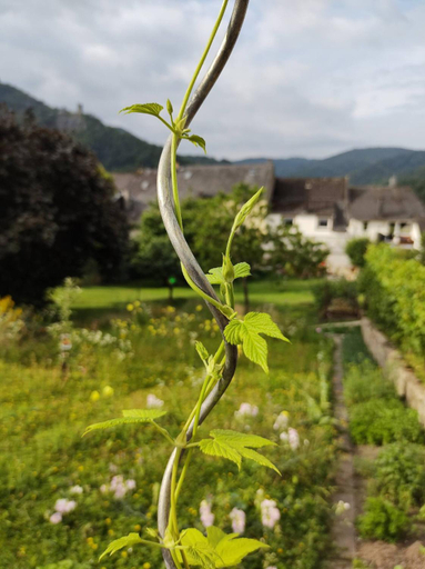 Exterior & Views 3, Monkey Factory - Mini Home-Stay Hostel, Bernkastel-Wittlich