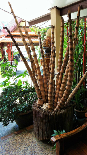 Public Area, Khao Sok Las Orquideas Resort, Phanom