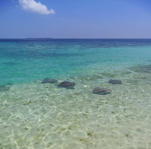 Others 4, Saima Inn, North Ari Atoll