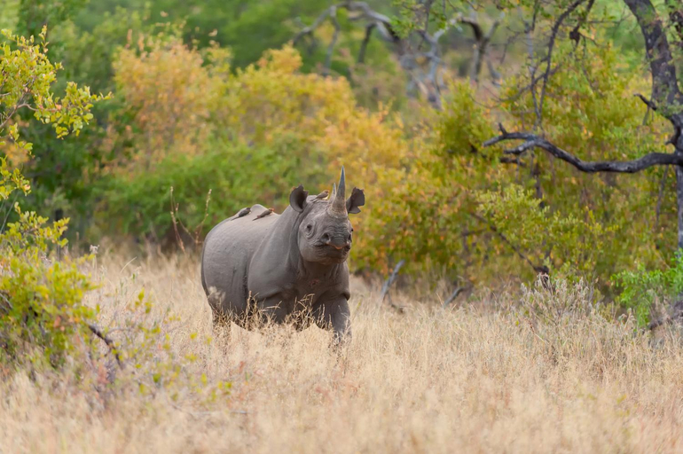 3, Pondoro Game Lodge - All Inclusive, Mopani