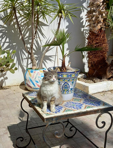 Others 5, Dar Mayya, La Marsa