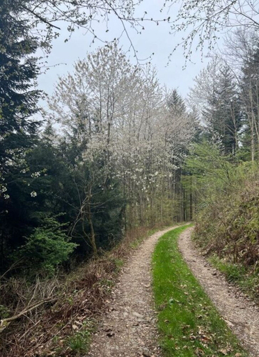 Property grounds, Uitzicht op het Zwembad, Emmendingen