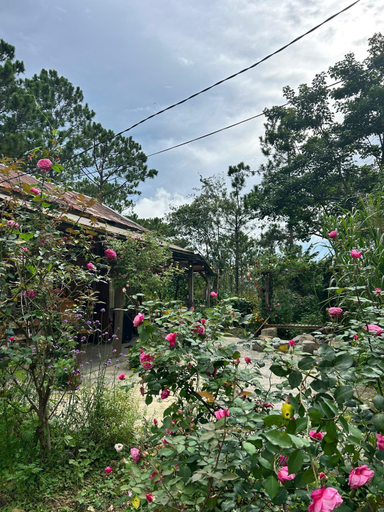 Surrounding environment 4, Romantic house 2 on a pine hill Dalat, Đà Lạt