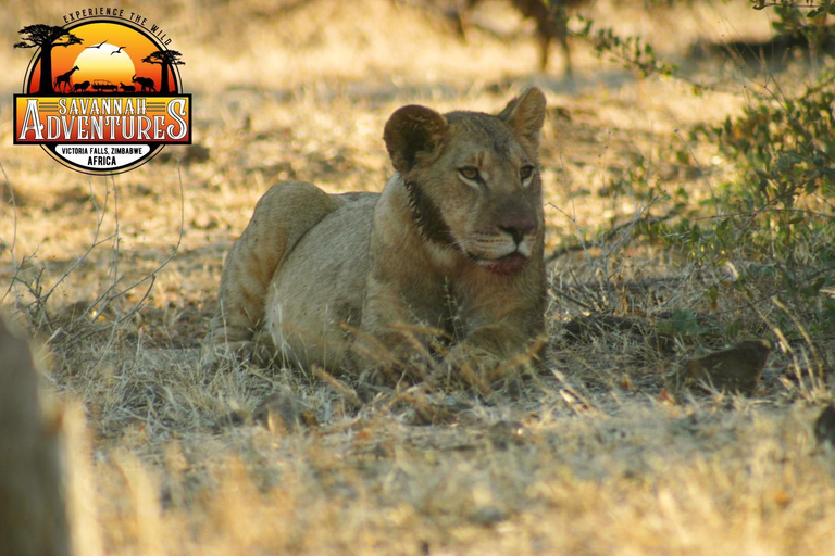 Others, Zambezi Family Lodge - Buffalo Room, Hwange