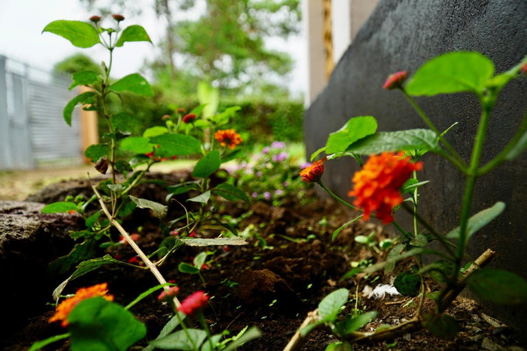 Garden 3, Goodtimewithfar House, Moshi Urban