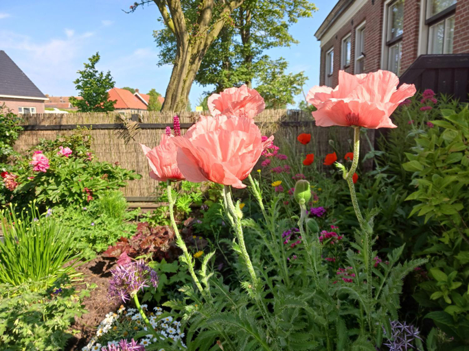 Others 5, Huize Bloem, Franekeradeel