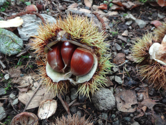 Others 4, B&B Hotel Hyochoan, Karuizawa