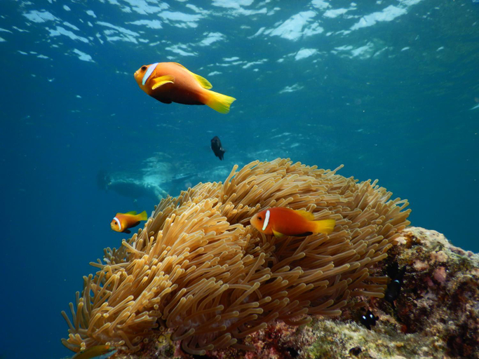 Others 4, The Pearl Seaview, Vaavu Atoll