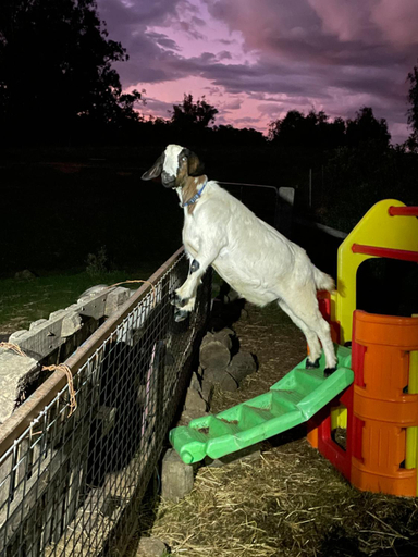 Others 2, River Gardens Axedale Pet Friendly Farmstay B&B, Gr. Bendigo - Pt B
