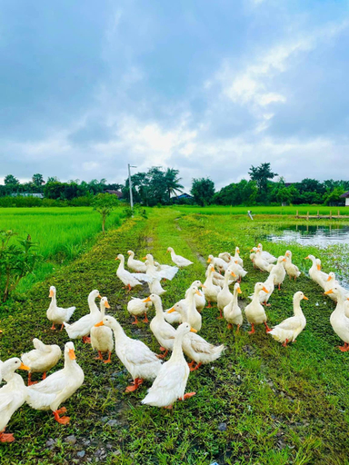 Others 5, Keawkangna Farmstay แก้วก๋างนา ฟาร์มสเตย์, Mae Sai