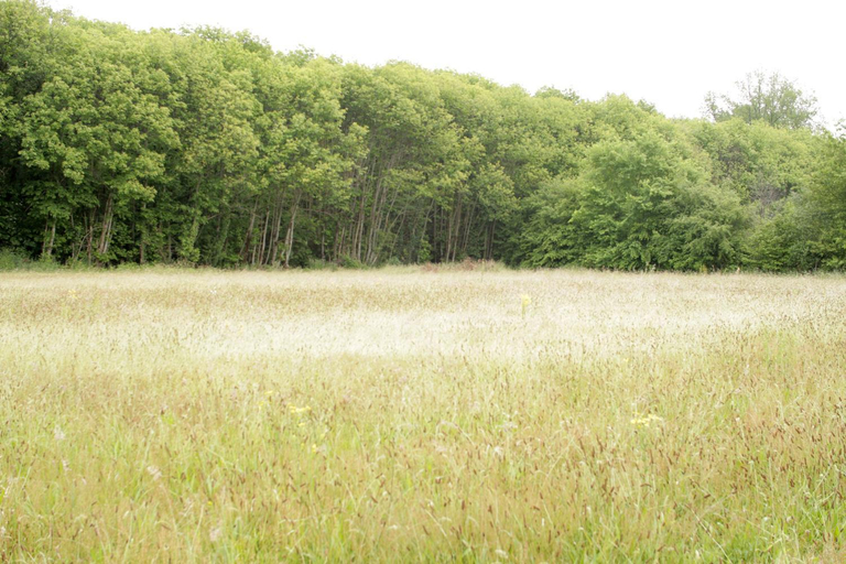 Others 3, Montaurand, Charente