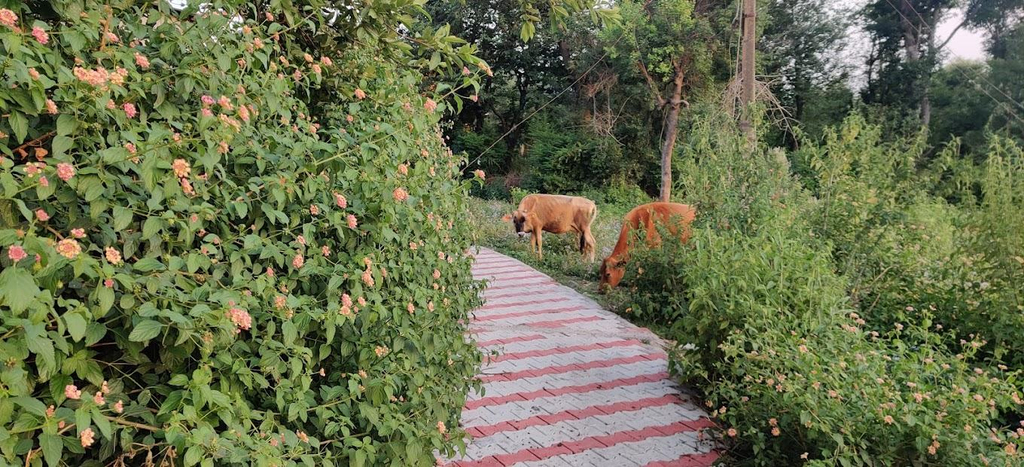 Others 2, The Nest Farmstay, Kangra